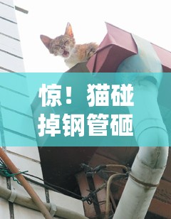 猫碰掉钢管砸伤送水工 警方已调解