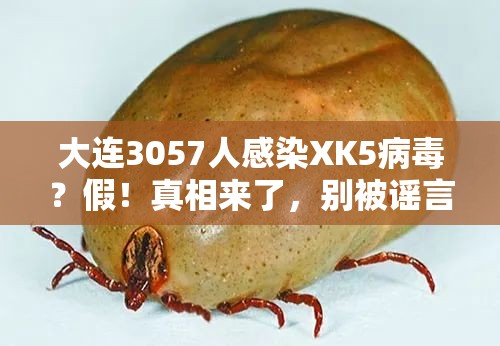 大连3057人感染XK5病毒？假