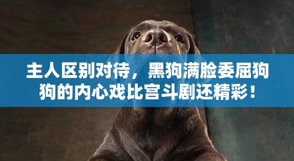 主人区别对待 黑狗满脸委屈